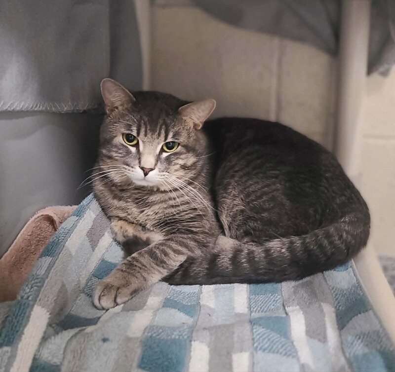 Picture of the Animal Listed